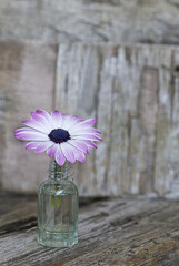Daisy Flower With Purple Tips - 575365228