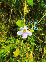 Purple wildflowers are in bloom