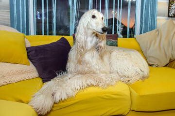 White Afghan hound on the sofa in the interior. Beautiful greyhound in the house.