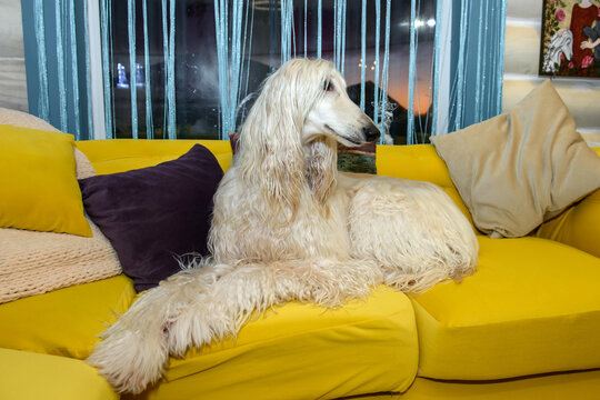 White Afghan hound on the sofa in the interior. Beautiful greyhound in the house.