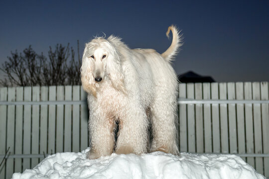 A white Afghan hound in the snow at night. Beautiful greyhound in winter on the street.