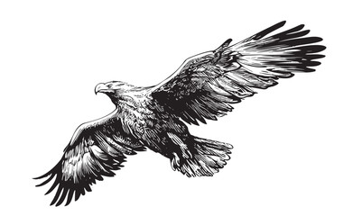Eagle flying isolated on white background hand drawn sketch Vector © BigJoy
