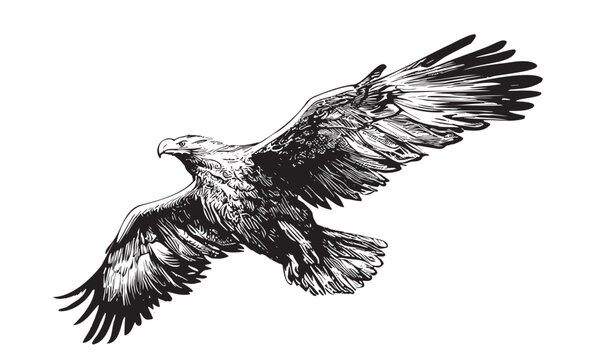Eagle flying isolated on white background hand drawn sketch Vector