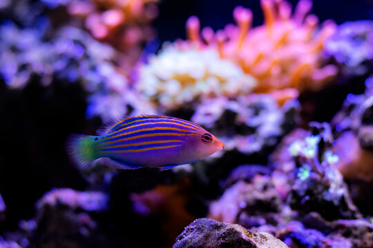 Six-line wrasse - (Pseudocheilinus hexataenia)