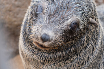 Cub of Cape Fur Seals