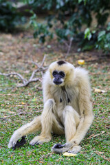 Wonderful Gibbon in the Rain Forest, Thailand