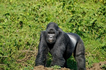 Mountain Gorilla Silverback on a farmer's field. Clashes between farmers and wildlife are becoming more common in Africa with population growth. Improved edit. Virunga, Congo