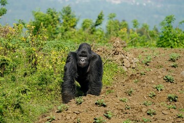 Mountain Gorilla Silverback on a farmer's field. Clashes between farmers and wildlife are becoming...
