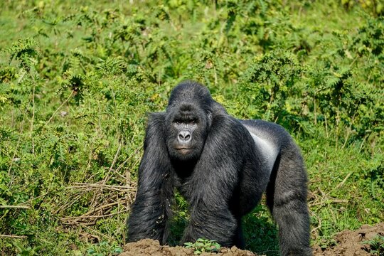 Mountain Gorilla Silverback On A Farmer's Field. Clashes Between Farmers And Wildlife Are Becoming More Common In Africa With Population Growth. Improved Edit. Virunga, Congo