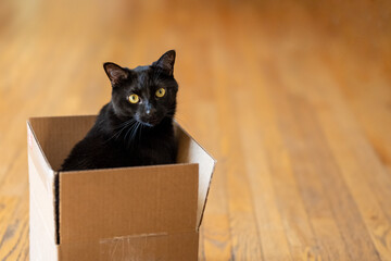 Black cat sitting in a cardboard box