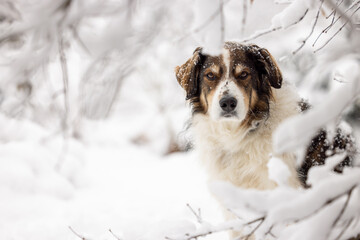 A shepherd dog in a winter landscape