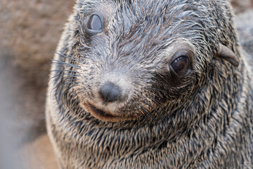 Fototapeta premium Cub of Cape Fur Seals