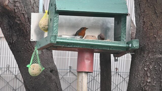 petite oiseaux des jardins: rouge-gorge, mesange etc...