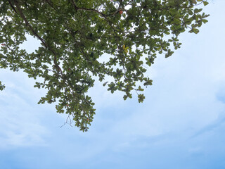 Tropical Banana Beach. phuket scenery in Thailand
