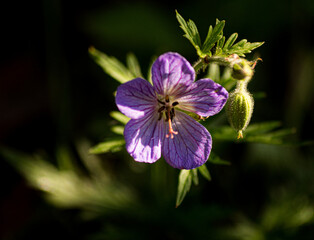 Obraz premium flower in the garden