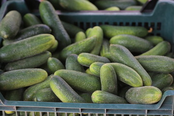 cucumbers in a market