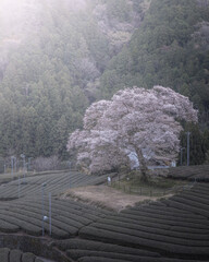 静岡県 牛代の水目桜