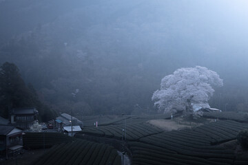 静岡県 牛代の水目桜
