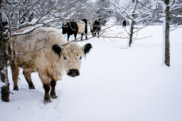 Galloway cattle breed cows in winter. Selective focus
