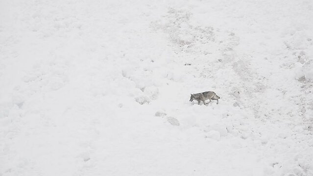 Wild mountains in the winter season, the Italian wolf (Canis lupus italicus)