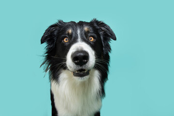 Portrait funny surprised border collie dog puppy with open mouth. Isolated on blue colored...