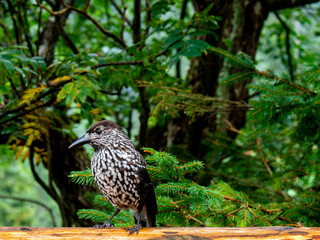 Bird spotted nutcracker in the Polish Tatra Mountains