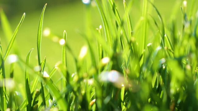 DOF, CLOSE UP: Lushly growing vivid green garden lawn on a sunny spring day. Fresh and shiny green leaves on garden turf. Greening of garden grass leaves in an awakening garden in warm springtime.