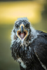 close up of a baby eagle