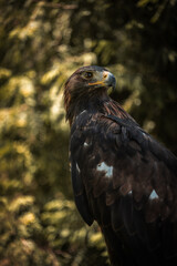 portrait of an eagle