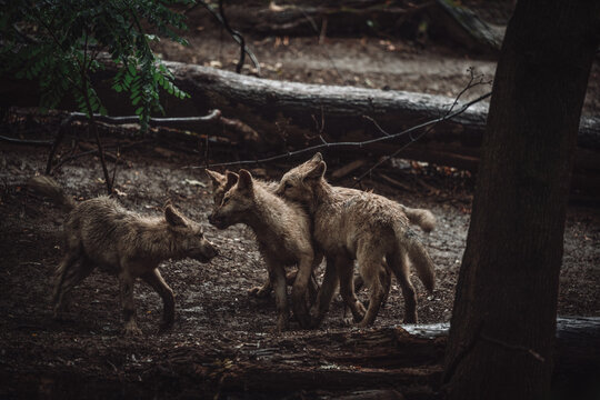 wolf in forest