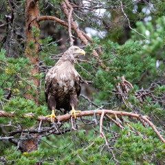 White-tailed eagle