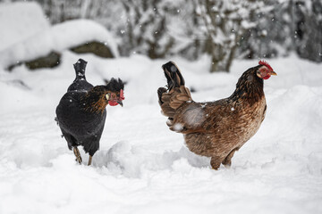 Chicks in the snow