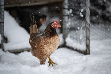 hen in snow
