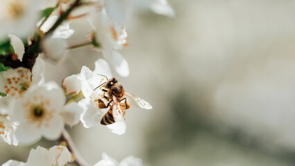 Branches of blossoming cherry and bee macro with soft focus. Beautiful cherry landscape. Floral...