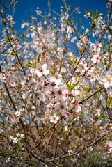 Flor del Almendro floreciendo en primavera.