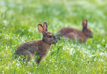 Snowshoe hare feeding on clover