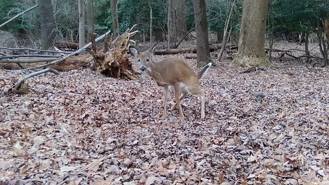 whitetail deer doe in the act of urinating in forest