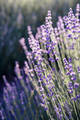 Fototapeta premium Lavender field. With soft light effect for floral background