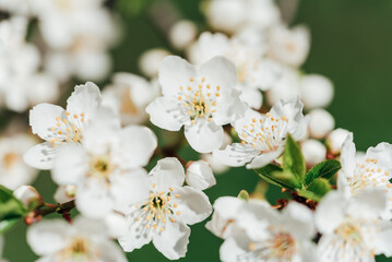 Spring background with white blossoms and sunbeamson Branches of blossoming cherry macro with soft focus background. Easter and spring greeting cards. Springtime