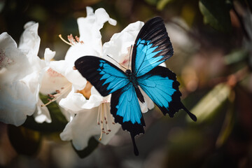 butterfly on flower