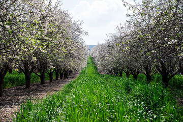Beautiful almond Blossom in Israel. Selective focus