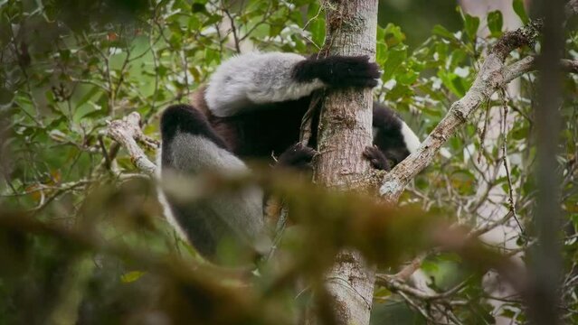 Indri indri - Babakoto the largest lemur of Madagascar has a black and white coat, climbing or clinging, moving through the canopy, herbivorous, feeding on leaves and seeds, fruits and flowers.
