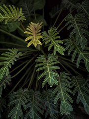 close up of marijuana