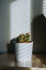 cactus in a pot