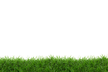 Grass isolated on white background.  - 575387425