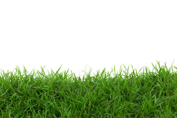 Obraz premium Grass isolated on white background. 