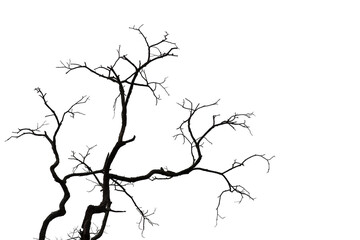 Dead branches , Silhouette dead tree or dry tree  on white background. 
