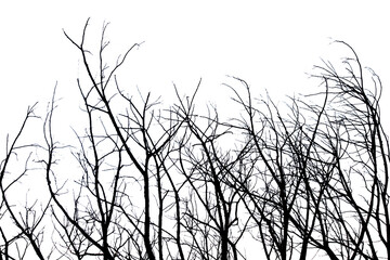 Dead branches , Silhouette dead tree or dry tree  on white background. 

