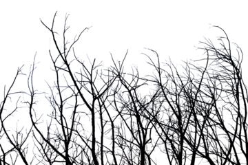 Dead branches , Silhouette dead tree or dry tree  on white background. 
