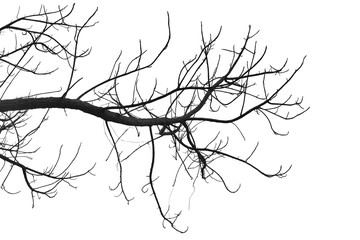 Dead branches , Silhouette dead tree or dry tree  on white background.
- 575387879